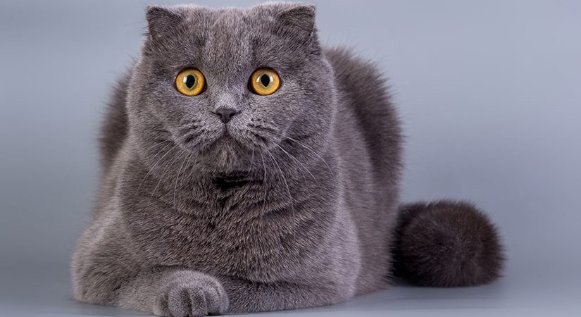 معرفی نژاد اسکاتیش فولد